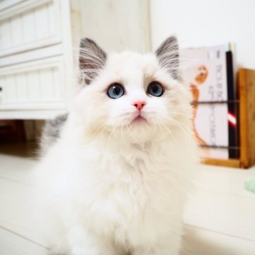 ラグドール【埼玉県・女の子・2024年11月26日・ブルーポイントバイカラー】の写真「綺麗な顔立ちの女の子🌟ふんわりしなやかなボディ」