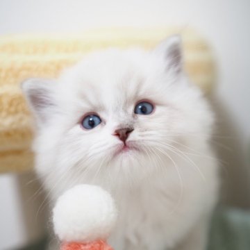 ラグドール【埼玉県・男の子・2025年10月7日・ブルーリンクスポイントミテッド】の写真「ふわふわ可愛い😸どこにでも付いてくる甘えん坊🌟」
