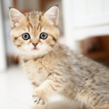 ブリティッシュショートヘア【埼玉県・女の子・2025年11月18日・ブラウン(ブラック)スポテッドタビー】の写真「🌟つぶらな丸い瞳のチャーミングな女の子」