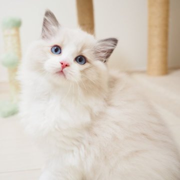 ラグドール【埼玉県・男の子・2025年8月6日・ブルーポイントバイカラー】の写真「綺麗なハチワレの男の子🌟」