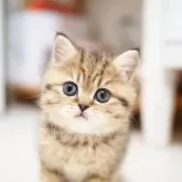 ブリティッシュショートヘア