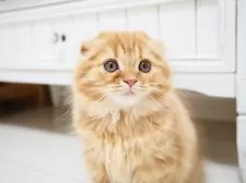 スコティッシュフォールド(折れ耳)【埼玉県・女の子・2025年7月29日・レッドスポテッドタビー】の写真2