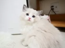 ラグドール【埼玉県・男の子・2025年8月6日・ブルーポイントバイカラー】の写真2