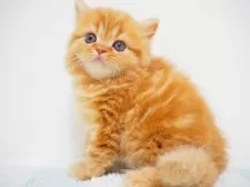 スコティッシュストレート【埼玉県・女の子・2025年7月29日・レッドクラシックタビー】の写真2