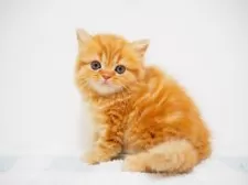 スコティッシュストレート【埼玉県・女の子・2025年7月29日・レッドクラシックタビー】の写真3