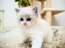 ラグドール【埼玉県・男の子・2024年11月26日・ブルーポイントバイカラー】の写真3