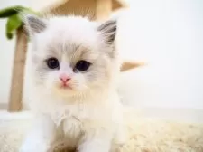 ラグドール【埼玉県・男の子・2024年11月26日・ブルーポイントバイカラー】の写真4