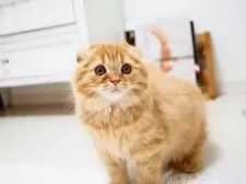 スコティッシュフォールド(折れ耳)【埼玉県・女の子・2025年7月29日・レッドスポテッドタビー】の写真4