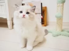 ラグドール【埼玉県・男の子・2025年8月6日・ブルーポイントバイカラー】の写真4