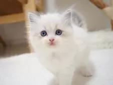 ラグドール【埼玉県・女の子・2025年9月10日・ブルーリンクスポイントバイカラー】の写真4