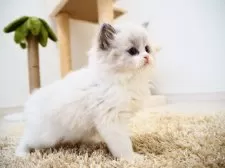 ラグドール【埼玉県・男の子・2024年11月26日・ブルーポイントバイカラー】の写真5