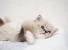 ラグドール【埼玉県・男の子・2025年10月5日・シールリンクスポイントミテッド】の写真5