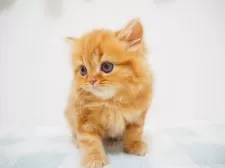 スコティッシュストレート【埼玉県・女の子・2025年7月29日・レッドクラシックタビー】の写真5