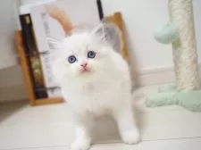 ラグドール【埼玉県・女の子・2025年9月10日・ブルーリンクスポイントバイカラー】の写真6