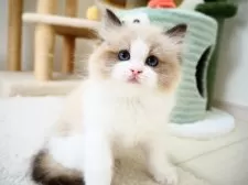 ラグドール【埼玉県・男の子・2025年3月30日・シールポイントバイカラー】の写真7