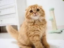 スコティッシュフォールド(折れ耳)【埼玉県・女の子・2025年7月29日・レッドスポテッドタビー】の写真6