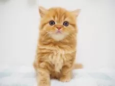 スコティッシュストレート【埼玉県・女の子・2025年7月29日・レッドクラシックタビー】の写真6