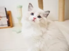 ラグドール【埼玉県・男の子・2025年8月6日・ブルーポイントバイカラー】の写真6