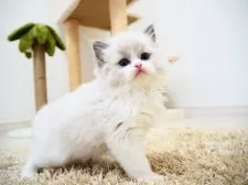 ラグドール【埼玉県・男の子・2024年11月26日・ブルーポイントバイカラー】の写真6