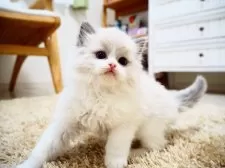 ラグドール【埼玉県・男の子・2024年11月26日・ブルーポイントバイカラー】の写真7