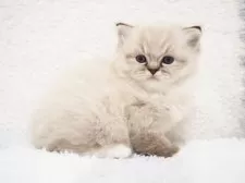 ラグドール【埼玉県・男の子・2025年10月5日・シールリンクスポイントミテッド】の写真8