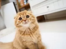 スコティッシュフォールド(折れ耳)【埼玉県・女の子・2025年7月29日・レッドスポテッドタビー】の写真8