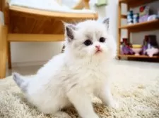 ラグドール【埼玉県・男の子・2024年11月26日・ブルーポイントバイカラー】の写真8