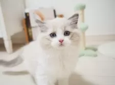 ラグドール【埼玉県・男の子・2025年8月6日・ブルーポイントバイカラー】の写真8