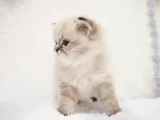 ラグドール【埼玉県・男の子・2025年10月5日・シールリンクスポイントミテッド】の写真9