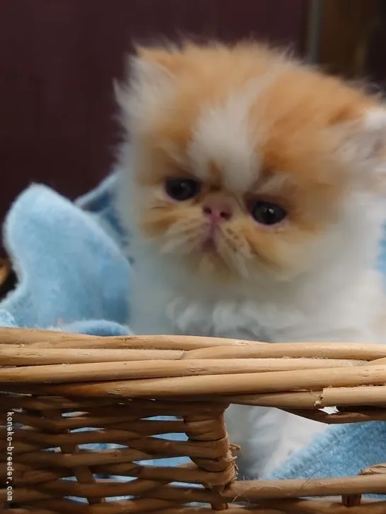 ID：2106-02346の子猫