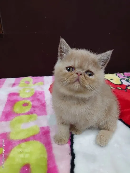 ID:2111-01187の子猫