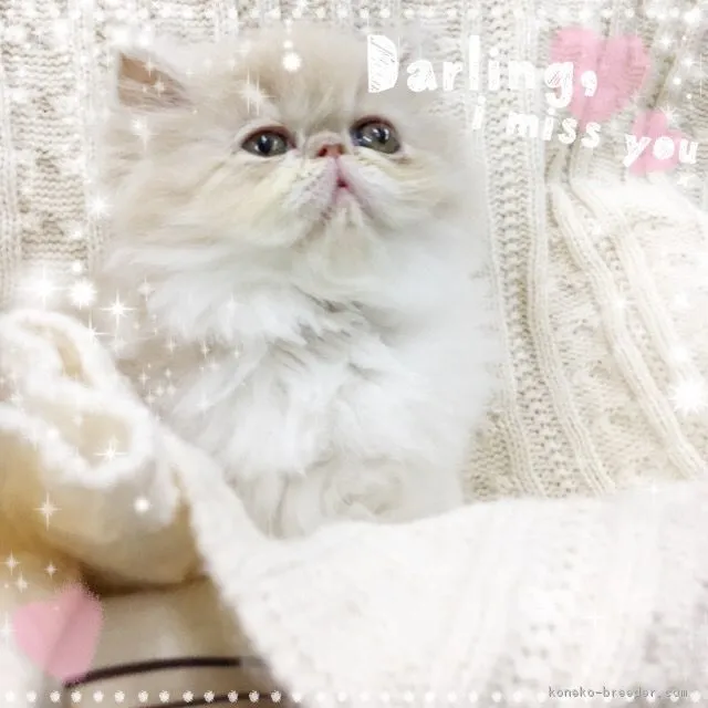 ID：1703-00164の子猫