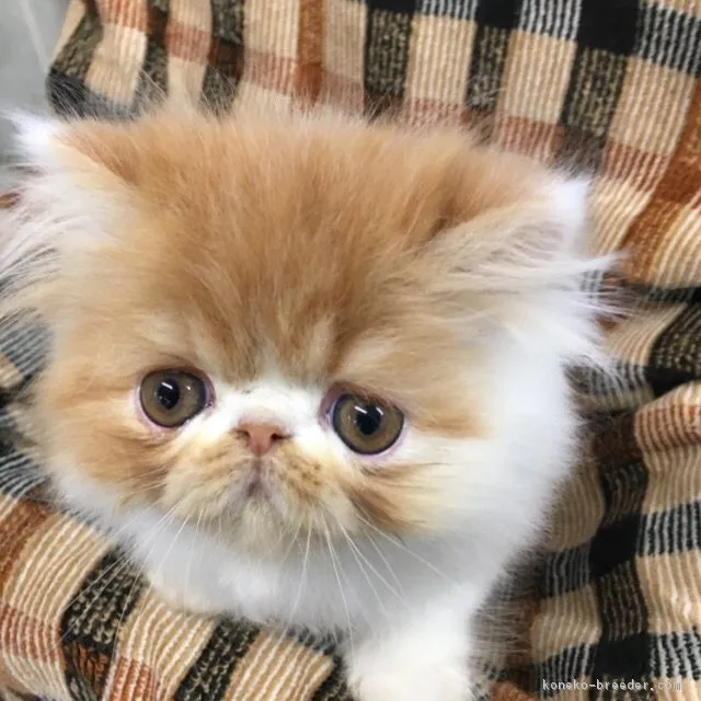 ID:1709-00428の子猫