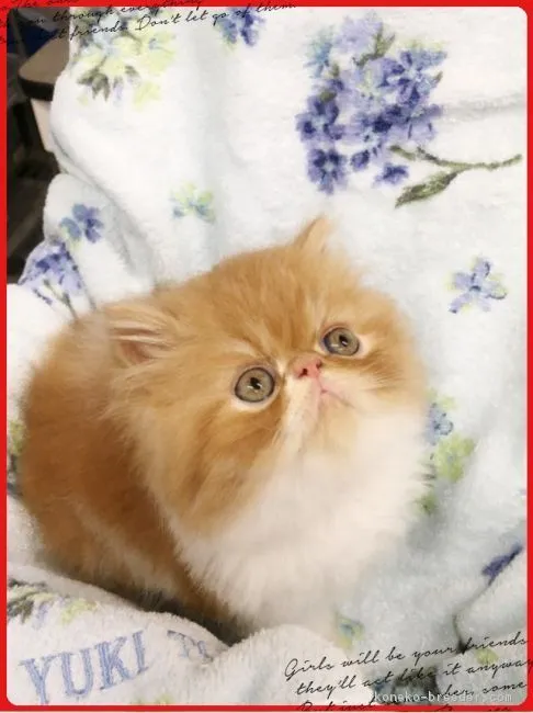 ID:1707-00716の子猫