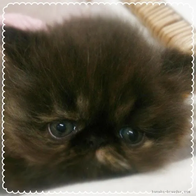 ID:1804-01498の子猫