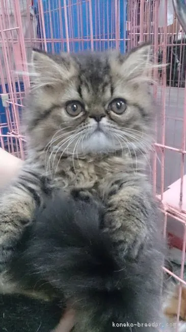 ID：1609-00818の子猫