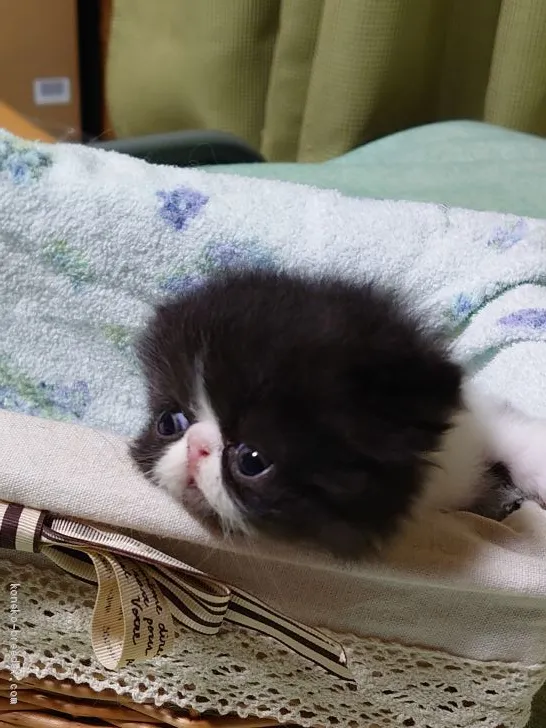 ID:1908-00896の子猫