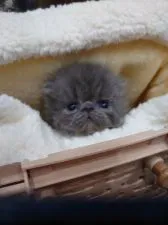 エキゾチックショートヘア【岡山県・男の子・2019年12月26日・ブルー】の写真1