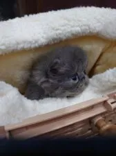 エキゾチックショートヘア【岡山県・男の子・2019年12月26日・ブルー】の写真2