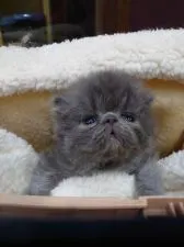 エキゾチックショートヘア【岡山県・男の子・2019年12月26日・ブルー】の写真4