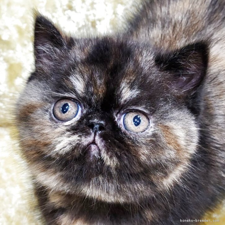 ブリーダー画像