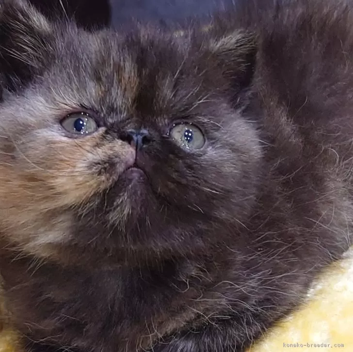 ID：2503-01999の子猫