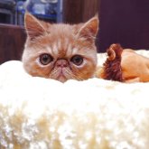 エキゾチックショートヘア