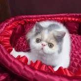 エキゾチックショートヘア