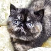 エキゾチックショートヘア