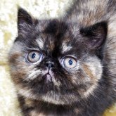 エキゾチックショートヘア