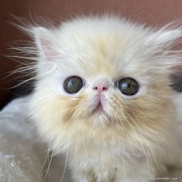 ID：2208-00522の子猫