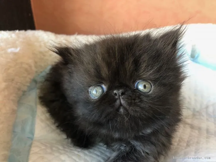 ID：1810-01413の子猫