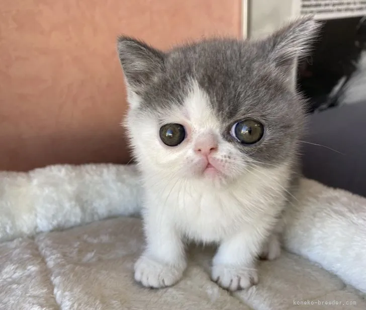 ID：2110-02466の子猫