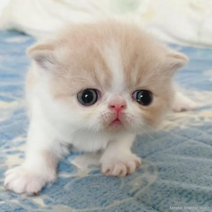 ID：2208-00798の子猫